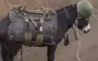 Occupier films Russian military donkey: "What unit are you from, my dear? Wearing vest and helmet… Handsome one". VIDEO