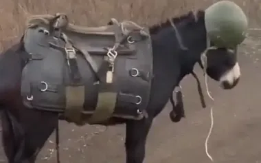 Occupier films Russian military donkey: "What unit are you from, my dear? Wearing vest and helmet… Handsome one". VIDEO