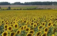 Переробка соняшнику в Україні знизилась до трирічного мінімуму