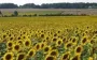 Переработка подсолнечника в Украине снизилась до трехлетнего минимума
