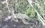 Bodies of occupiers are scattered across ditches and tree lines: combat performance by Spartan brigade. VIDEO
