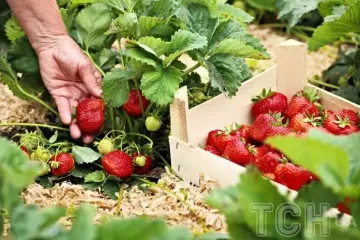 Что обязательно сделать с клубникой в октябре, чтобы весной иметь обильный урожай