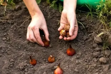 Не сделайте этого в октябре – весной тюльпаны не зацветут: что сейчас нужно сделать с цветами