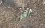 He outperformed Ukrainian drone: occupier shoots himself in head while lying in field. VIDEO