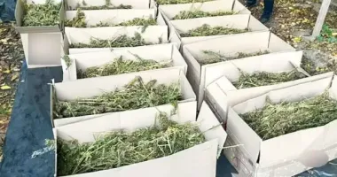 Двоє жителів Рівного затримані за збут канабісу вартістю 7,5 млн грн