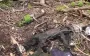 Charred bodies of occupiers lie in forest: combat operation by Omega fighters. VIDEO 18+