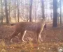 В Чернобыльском заповеднике удалось зафиксировать редкую встречу двух хищников: фото