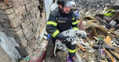 Рятувальники врятували тварину, що залишилася під руїнами будинку в Добропіллі