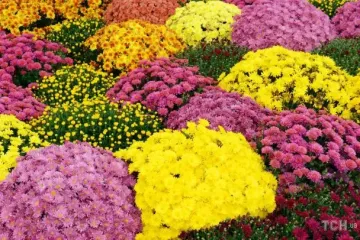 Як продовжити цвітіння хризантем аж до снігу і морозів: прості поради від фахівців