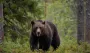 "Ночной вор": медведь попал на камеры во время странной кражи (видео)