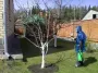 Чем лучше обрабатывать сад — медным или железным купоросом