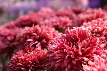 Де в жодному разі не можна садити хризантеми, бо хворітимуть і не ростимуть: найгірші місця