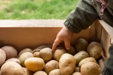 Никогда не садите и не покупайте эти сорта картофеля: они плохо родят, невкусные и водянистые