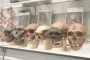 Мышам добавили гены неандертальцев и денисовцев: результаты оказались интригующими