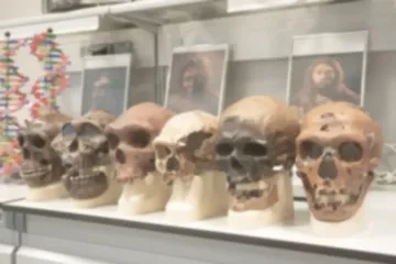 Мышам добавили гены неандертальцев и денисовцев: результаты оказались интригующими