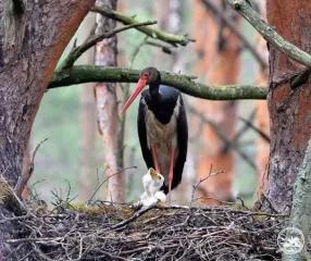 Під Чорнобилем до фотопастки потрапив рідкісний птах, що уникає людей: фото