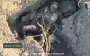 One decapitated, another took his own life: 128th SMAB eliminates invaders. VIDEO 18+