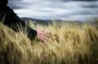 Пшеница-мутант может давать в три раза больше урожая: исследование