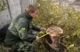 Скандал у Миколаєві: у заповідному урочищі "Дубки" незаконно обрізали дерева, завдавши шкоди на 2,4 мільйона