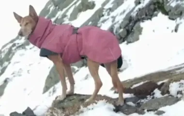 Чи потрібно одягати песика в холодну погоду, та які моделі варто обирати