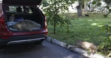 В Виннице на территории больницы отравили собак: детали вандализма