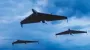 The Air Force revealed the specifics of the Russian drone attacks on Ukraine