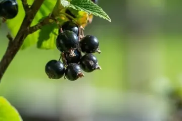Що зробити з кущами смородини, порічки та аґрусу, щоб мати рясний урожай наступного сезону