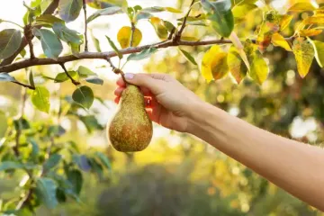 Груша осенью: когда сажать, как полить и чем удобрять