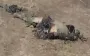 Occupier runs along path, leaping over bodies of his eliminated comrades: "Total F#ck— so many corpses!". VIDEO 18+