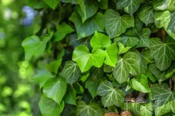 Чотири небезпечні рослини, які руйнують ваш будинок і сад — поради експертів