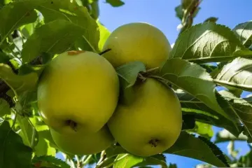 Ось що станеться з вашим тілом, якщо їсти яблука щодня