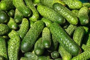 В Украине стремительно подорожали огурцы: эксперт объяснил причину