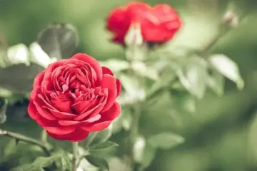Одна хитрість наприкінці жовтня: як назавжди позбутися чорної плямистості на трояндах