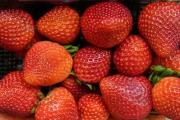 Топ 10 продуктів, які уповільнюють старіння