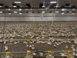 Випробування міцності: як ферми виживають і розвиваються у воєнний час