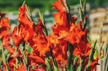 Секреты опытных садоводов: как правильно хранить гладиолусы, чтобы луковицы не гнили и не пересыхали до весны