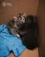 Котята, которых спасли после обстрела Киева, нашли дома: щемящие фото