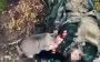 Soldiers of 33rd Assault Regiment chased two occupiers to death and turned them into feed for stray cat and dog. VIDEO 18+