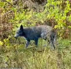 "Развили новую суперсилу": в Чернобыле обнаружили собак с синей шерстью (фото)