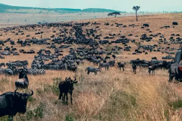 Самый непоседливый вид на Земле: движется в 40 раз больше, чем все наземные мигрирующие животные
