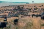 Самый непоседливый вид на Земле: движется в 40 раз больше, чем все наземные мигрирующие животные