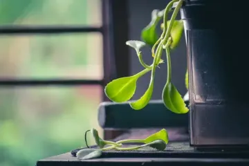 Вы не поверите, как один трюк с зеркалом меняет жизнь комнатных цветов осенью: о чем важно помнить в уходе