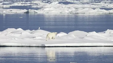 Подо льдами Арктики найдено то, чего здесь быть не должно: жизнь неожиданно процветает здесь
