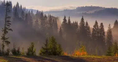 У Карпатах попереджають про сильний вітер: оголошено жовтий рівень небезпеки
