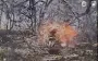 Laid down to rest and set ablaze: Madyar’s Birds drone strikes occupier. VIDEO