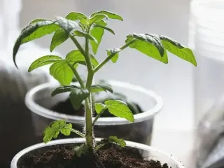 Сіємо помідори восени і насолоджуємось рекордним весняним врожаєм — без зайвого клопоту з розсадою