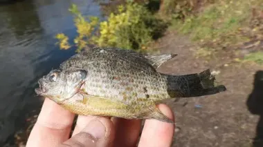 Тривожна екологічна загроза у Прикарпатті: деталі та фото