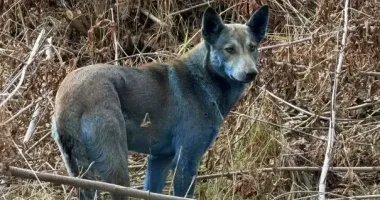 У Чорнобилі помітили собак із синьою шерстю: фахівці пояснили, що сталося