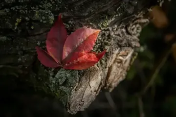 День ангела 29 октября: кого и как поздравлять с именинами