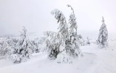 В Карпатах намело до 80 см снега: спасатели показали, что происходит (фото)